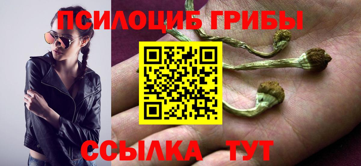 Гатчина  Галлюциногенные грибы Cubensis  Вход с VPN 